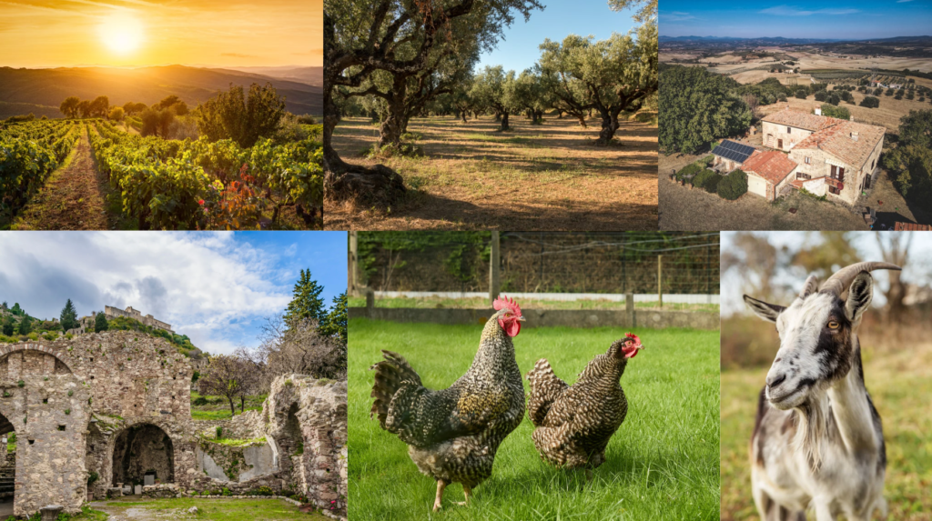 Authentic regenerative experiences in Greece