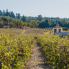 wine trip greece - wine journey