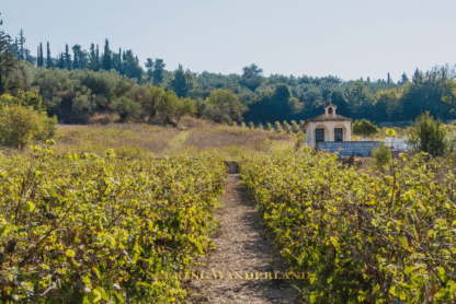 wine trip greece - wine journey