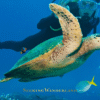 Greek islands diving